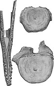 illustration of a partial mandible and two partial vertebrae