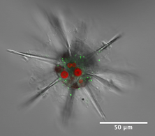 Acantharian radiolarian hosts Phaeocystis symbionts.