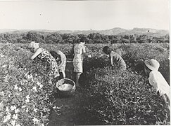 Jasmine flowers harvest in Reggio Calabria, Italy (1965)