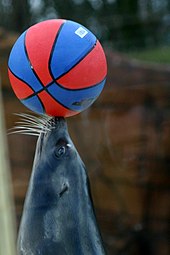 A grey sea lion with white whiskers balancing a ball that resembles a blue-and-red basketball