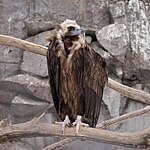 Aegypius vulture