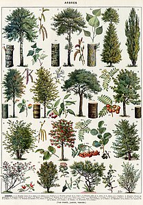 Arbres: bois, feuilles, fruits, etc., Plate 1