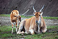 Elenantilopen (Taurotragus oryx)