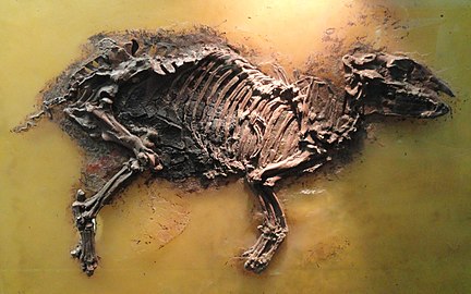 Original Messel fossil Eurohippus messelensis, primeval horse
