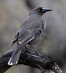 dark grey crow-like bird walking on pebbled path