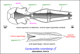Diagram of male abdominal parts