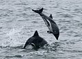 Heaviside's dolphins jumping off Walvis Bay