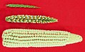 Image 8The creation of maize from teosinte (top), maize-teosinte hybrid (middle), to maize (bottom) (from History of agriculture)