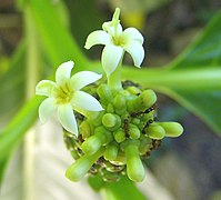Flower, with ants (Venezuela)