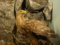 Stuffed eagle, Bergen