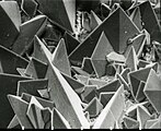 SEM image of the surface of a kidney stone showing tetragonal crystals of Weddellite (calcium oxalate dihydrate) emerging from the amorphous central part of the stone. Horizontal length of the picture represents 0.5 mm of the figured original.
