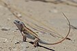 Three-eyed lizard Chalarodon madagascariensis ♂ Madagascar