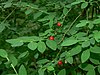 Four red berries hanging from green bushes, with an abundance of green foliage in the background.