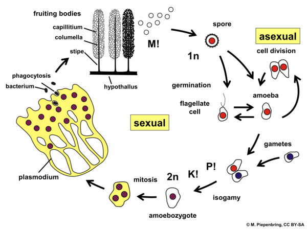 Life cycle, Stemonitis sp., Stemonitales, Myxomycota (diagram by M. Piepenbring)