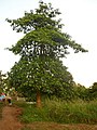Nyame Dua - God's Tree in Akrofoso (South of School 2012)