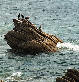 Cormorants at the Harbour of Pors-Poulhan.