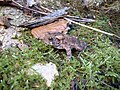 Eastern American toad (A. a. americanus), North Dumfries, Ontario