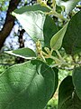 B. cordata leaves