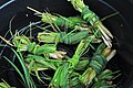 Knots of lemongrass ready for use in Filipino cuisine