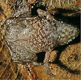 upside down frog with pale brown underside