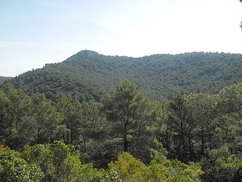 Pinus halepensis forest at the island of Mljet