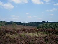 Site at the Mooker heath in Northern Limburg