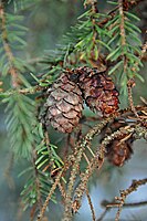 Serotinous seed cones of Picea mariana persist even after fire has caused the seeds to be released.