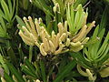 Male cones of P. macrophyllus grow in clusters.