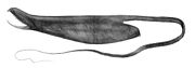 The deep sea eel Saccopharynx ampullaceus