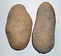 Kartoffeln vor dem Reiben]]