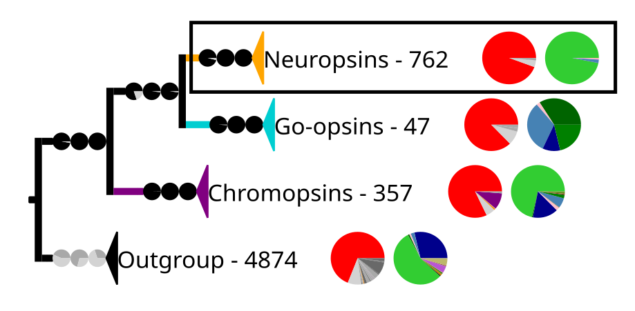 Phylogenetic reconstruction of the tetraopsins. The outgroup contains other G protein-coupled receptors including the other opsins. The frame highlights the neuropsins, which are expanded in the next image.