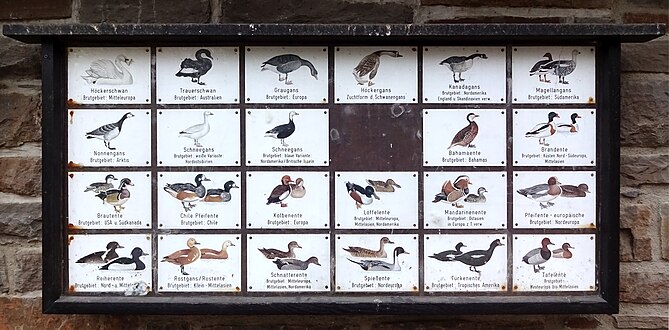 Übersicht der domestizierten Entenvögel im Hofgarten
