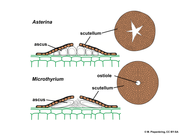 Fruiting bodies, Asterinaceae, Microthyriales, Ascomycota (diagram by M. Piepenbring)