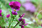 Flowers of Viola tricolor