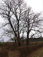 Baumgruppe am Quellgebiet der Böke (7 Eichen)