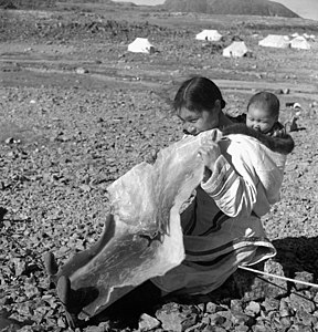 Chewing sealskin to soften it; Kinngait, Nunavut, July 1951