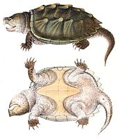 Illustration from Holbrook's North American Herpetology, 1842
