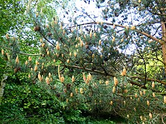 More pine cones