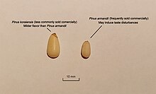 Korean pine and Armand pine pine nut physical characteristics and noticeable differences