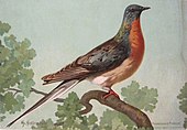 1908, Passenger pigeon by John Henry Hintermeister. Published by Church and Dwight.