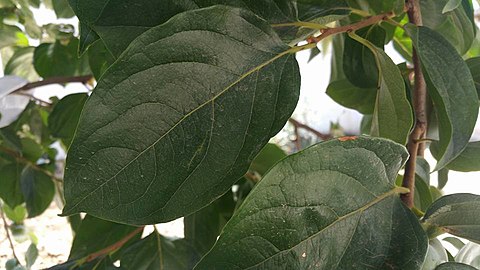 Persimmon leaves