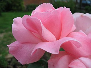 In most European languages, pink is known as rose or rosa, after the rose flower.