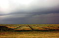 Bunte Salzwiese auf Langeoog bei Gewitter