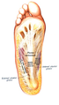 Superficial dissection of the sole of the foot, showing the medial eminence formed by abductor hallucis