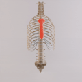 Computer-generated image of ribcage turntable highlighting the sternum