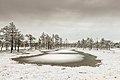 Viru bog in winter. Featured picture 6 April 2020