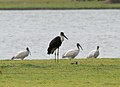 With black-headed ibis at Pocharam lake, Telangana, India
