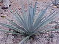Agave tequilana 'Weber's Azul' (tequila agave)