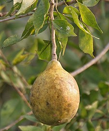 Ripe fruit, India