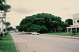The Big Tree National Monument, a large fig tree (Ficus sycomorus) historically used as a meeting place and now converted into a park (1974)
